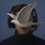 pazpeaceful1