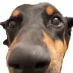 dubiedobies