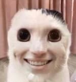 kittsune-san